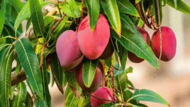 Most Expensive Mango: दुनिया का सबसे महंगा आम, कीमत एक लाख रुपये प्रति KG, जानें क्या है इसकी खासियत