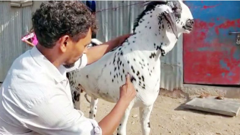 Maharashtra: बकरीद से पहले सवा करोड़ के बकरे की मौत, शरीर पर लिखा था 'अल्लाह' और 'मोहम्मद'