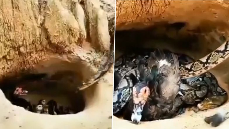 Viral Video: नन्हे बत्तखों पर विशालकाय अजगर ने किया हमला, मां ने खुद को जोखिम में डालकर बचाई बच्चों की जान