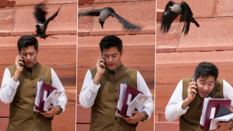 Crow Attack on Raghav Chadha Photos: संसद के बाहर राघव चड्ढा पर कौवे ने मारी चोंच, हमले की तस्वीरें वायरल