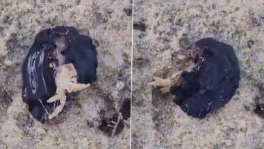 Black Creature Eating a Crab: केकड़ा खाने वाले काले रंग के दुर्लभ जीव का क्लिप वायरल, वीडियो देख रह जाएंगे दंग