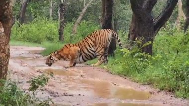 Tiger Drinks Water from Puddle: बांदीपुर राष्ट्रीय उद्यान में बारिश के बीच बाघ ने सड़क पर पोखर से पीया पानी, देखें वीडियो