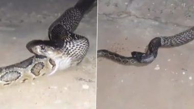 Cobra Swallowed Python: मैसूरु में ब्लैक कोबरा ने निगला विशाल अजगर, शॉकिंग वीडियो वायरल