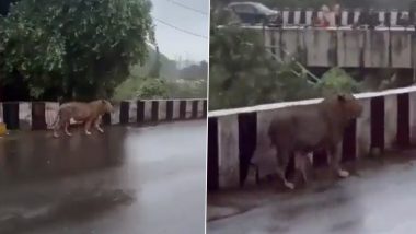 Lion Spotted on Flyover: बारिश में जूनागढ़ में फ्लाईओवर पर घूमते दिखा शेर, डरावना वीडियो वायरल