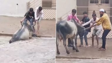 Video: पानी के तेज बहाव में बहती गाय को लोगों ने ऐसे बचाया, वीडियो हुआ वायरल