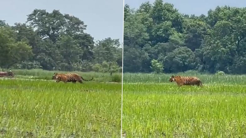 Pilibhit Viral Video: खेत में घूमता नजर आया बाघ, बाल-बाल बची जान; सोशल मीडिया वीडियो हुआ वायरल