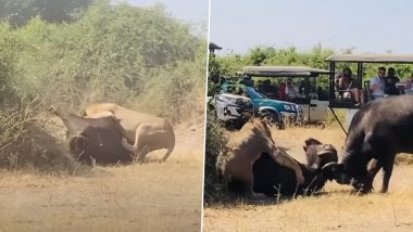 Buffalo Saves its Friend From Lion: भैंस अपने दोस्त को शेर के शक्तिशाली पंजे से बचाया, देखें वीडियो