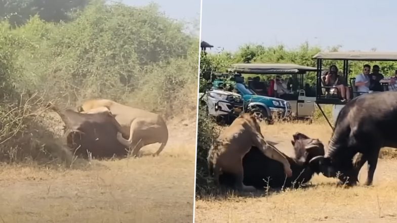 Buffalo Saves its Friend From Lion: भैंस अपने दोस्त को शेर के शक्तिशाली पंजे से बचाया, देखें वीडियो