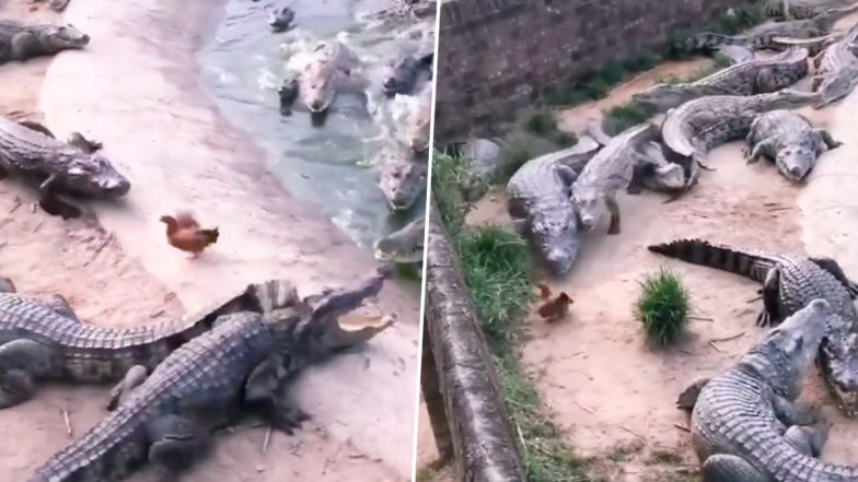 Crocodile Video: मगरमच्छों के बाड़े से ऐसे बचकर भागा मुर्गा, देखें वीडियो