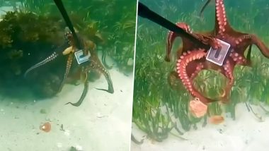 Octopus Steals Camera: ऑक्टोपस ने ऑस्ट्रेलियाई गोताखोर का गोप्रो कैमरा चुराया, पानी के नीचे की लड़ाई देखें वीडियो