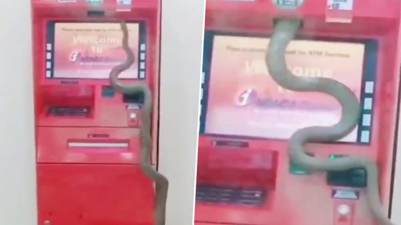 Snake In ATM: एटीएम के अंदर घुस गया ब्लैक कोबरा, वीडियो देख खिसक जाएगी पैरों तले जमीन