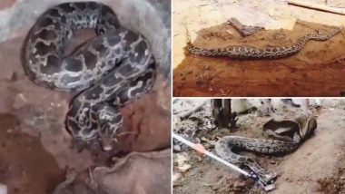 Huge Snake Found in the House: तीन खरगोश निगलने के बाद घर में छिपकर बैठा था 11 फीट का अजगर, देखें वीडियो