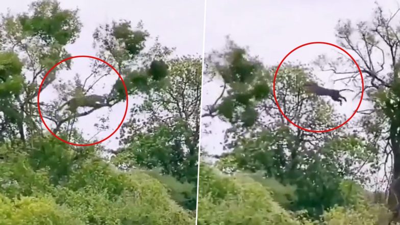 Viral Video: तेंदुए ने पेड़ से ऊंची छलांग लगाकर बंदर का किया शिकार, देखें वीडियो