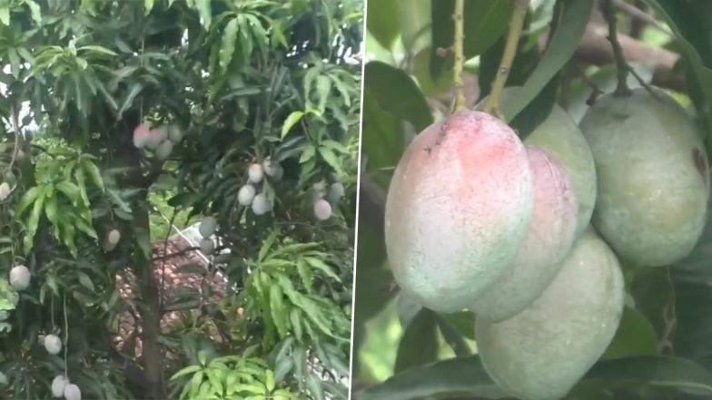 Odisha: कालाहांडी जिले के कंदुलगुडा गांव के शिक्षक ने उगाए विशेष किस्म के आम, अंतरराष्ट्रीय बाजार में इसकी कीमत 2.5 लाख से 3 लाख रुपये