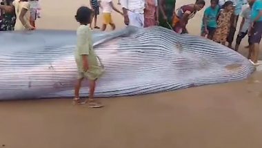 Blue Whale Washes Ashore In Andhra Pradesh: आंध्र प्रदेश के समुद्र तट पर आई ब्लू व्हेल, 25 फीट लंबी और वजन पांच टन