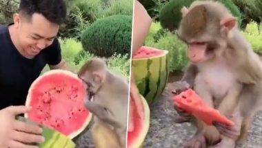 Man Shares Watermelon With Monkey: शख्स ने बंदर के साथ शेयर किया अपना तरबूज, वीडियो हुआ वायरल!