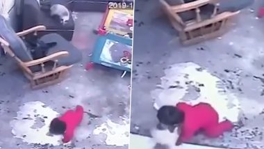 Cat Saves Toddler From Falling Down: स्मार्ट पेट कैट ने बच्चे को सीढ़ियों से गिरने से बचाया, देखें वीडियो