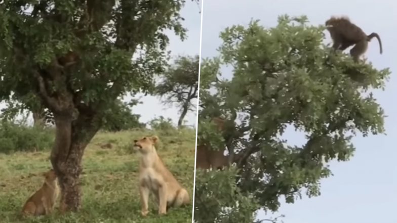 Viral Video: लंगूर के पीछे पड़ा शेरों का झुंड, आगे जो हुआ देखें वीडियो