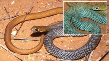 New Venomous Snake Discovered: ऑस्ट्रेलिया में जहरीले सांपों की एक नई नस्ल की की गई खोज