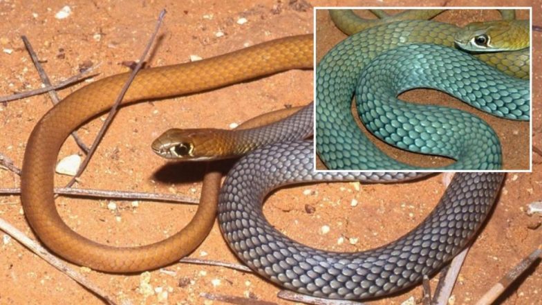 New Venomous Snake Discovered: ऑस्ट्रेलिया में जहरीले सांपों की एक नई नस्ल की की गई खोज
