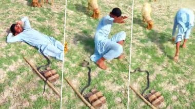 Snake Video: मैदान में आराम फरमा रहा था चरवाहा, अचानक खतरनाक काला सांप ऊपर चढ़ गया, देखें वीडियो