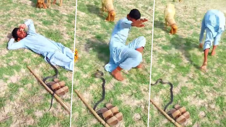 Snake Video: मैदान में आराम फरमा रहा था चरवाहा, अचानक खतरनाक काला सांप ऊपर चढ़ गया, देखें वीडियो