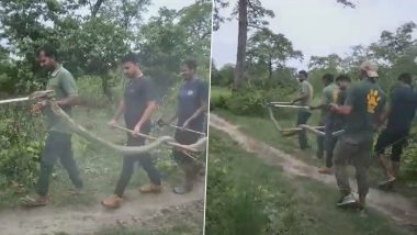 King Cobra Rescue Video: बिहार के वाल्मीकि टाईगर रिजर्व जंगल से निकलकर रिहायशी इलाके में पहुंचा 14 फीट लंबा किंग कोबरा, किया गया रेस्क्यू