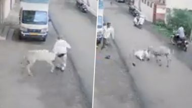 Donkey Attack Video: महाराष्ट्र के कोल्हापुर में सड़क पर जा रहे बुजुर्ग पर गधे ने किया जानलेवा हमला, घटना CCTV में कैद