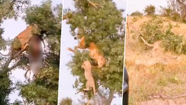 Viral Video: पेड़ के ऊपर शिकार के लिए तेंदुए और शेरनी के बीच हुआ घमासान, देखें क्या हुआ इसका अंजाम