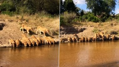 Viral Video: नदी पर पानी पीने के लिए इकट्ठा हुआ 20 शेरों का झुंड, नजारा देख आप भी कहेंगे- अद्भुत