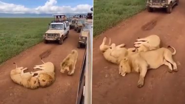 Viral Video: जंगल सफारी के दौरान बीच सड़क पर लेटे नजर आए दो शेर, तभी वहां पहुंचा तीसरा साथी और फिर जो हुआ...