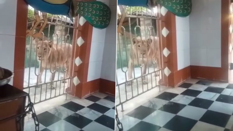 Lion Viral Video: पूजा करते समय अचानक मंदिर में पुजारी के पास आ गया बब्बर शेर, फिर जो हुआ... आप भी देखें