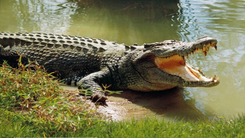 Man Dragged By Crocodile: ओडिशा में शख्स को घसीट कर नदी में ले गया मगरमच्छ, ग्रामीणों में दहशत