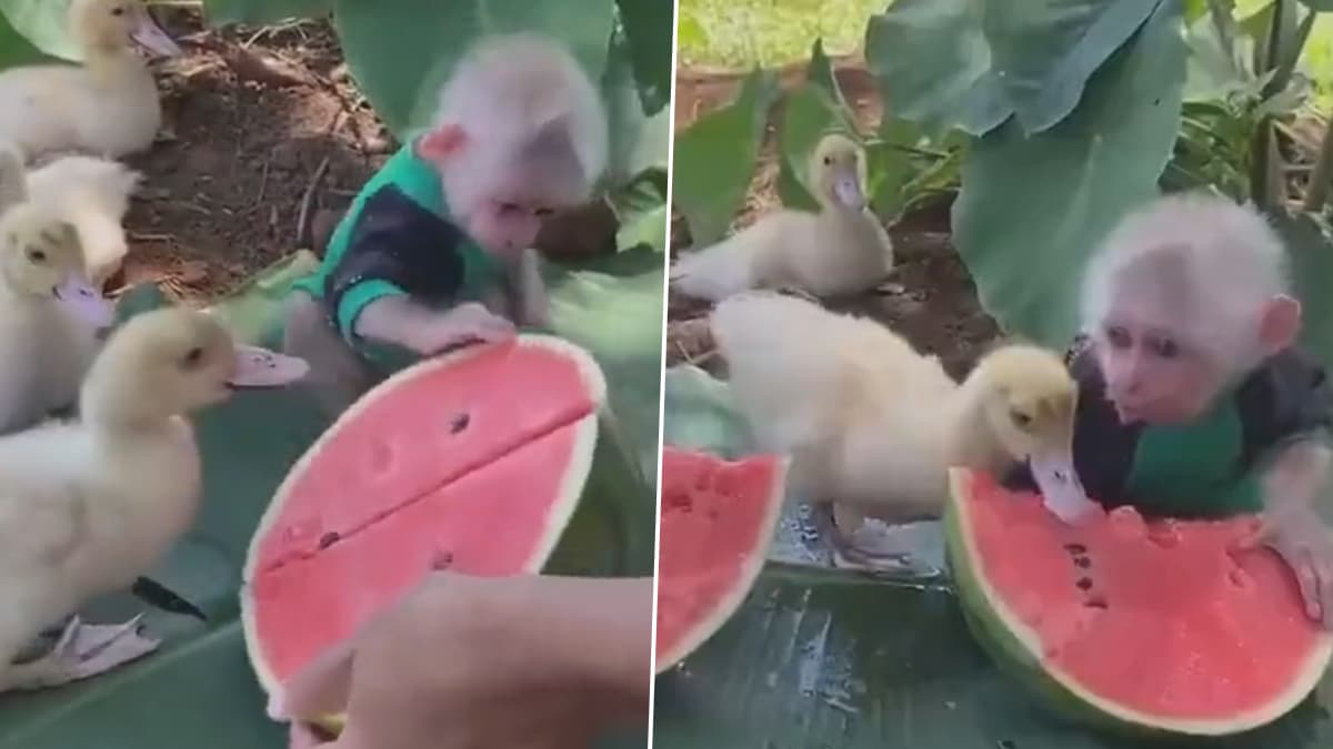 Viral Video: बत्तख के बच्चों के साथ मिलकर तरबूज खाता दिखा नन्हा बंदर ...