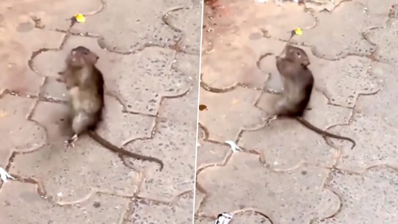 Viral Video: भगवान का बड़ा भक्त है यह छोटा सा चूहा, आरती के समय ताली बजाकर भक्ति में दिखा लीन