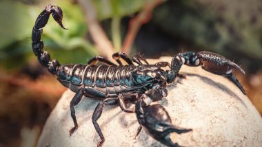 Scorpion Poison Price: बिच्छू का एक लीटर जहर 8 करोड़ रुपये में बिकता है, 400 बिच्छुओं से मिलता है सिर्फ एक ग्राम जहर