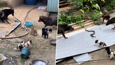 Shocking Viral Video: कुत्तों के झुंड ने घेरकर किया सांप पर हमला, काट-काटकर ले ली नागराज की जान
