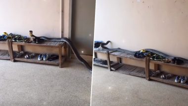 Viral Video: घर के अंदर आराम से घूमता दिखा विशालकाय किंग कोबरा सांप, रोंगटे खड़े करने वाला वीडियो हुआ वायरल
