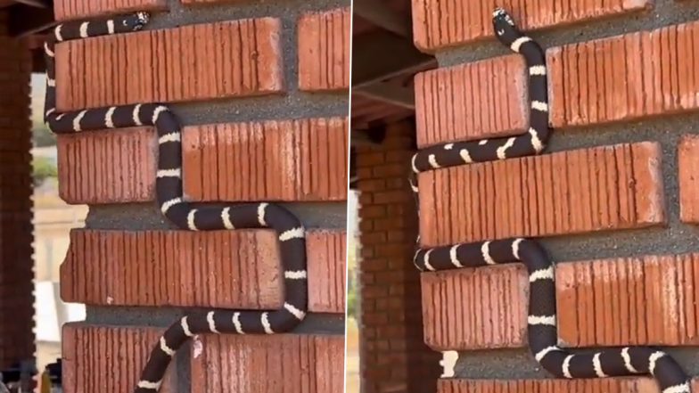 Snake Viral Video: दीवार पर चढ़ रहे जहरीले नागराज ने दिलाई सांप-सीढ़ी की याद, दिलचस्प वीडियो हुआ वायरल