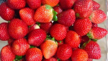Daily Consumption Of Strawberries Beneficial For Brain Development: रोजाना स्ट्रॉबेरी का सेवन मस्तिष्क विकास के लिए लाभकारी- अध्ययन