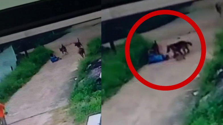 Dog Attacks Small Boy Video: तेलंगाना में आवारा कुत्तों ने बच्चे पर किया हमला, सड़क पर घसीटा, देखें दर्दनाक वीडियो