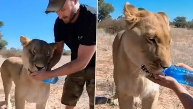 Thirsty Lion: शेर को लगी थी जोरों की प्यास, शख्स की बोतल से बच्चों की तरह पीने लगा पानी (Watch Viral Video)