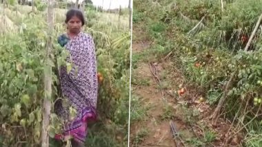 Tomatoes Stolen: महंगाई की ऐसी मार कि खेतों से चोरी हो रहे टमाटर, किसान को 2.5 लाख रुपये का नुकसान