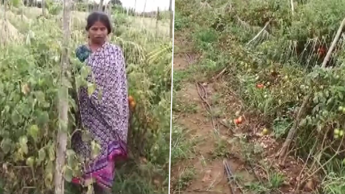 Tomatoes Stolen: महंगाई की ऐसी मार कि खेतों से चोरी हो रहे टमाटर, किसान को 2.5 लाख रुपये का नुकसान