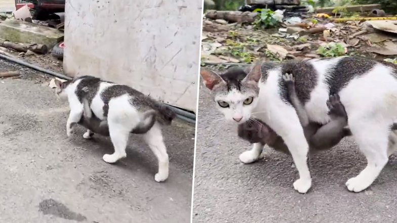 Viral Video: बंदर के खोए हुए बच्चे पर लुटाया प्यार, मां की तरह उसे सीने से लगाकर घूमती दिखी बिल्ली मौसी