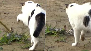 Cat & Snake Fight: बिल्ली मौसी और जहरीले सांप में हुई जबरदस्त लड़ाई, Viral Video में देखें कौन पड़ा किस पर भारी