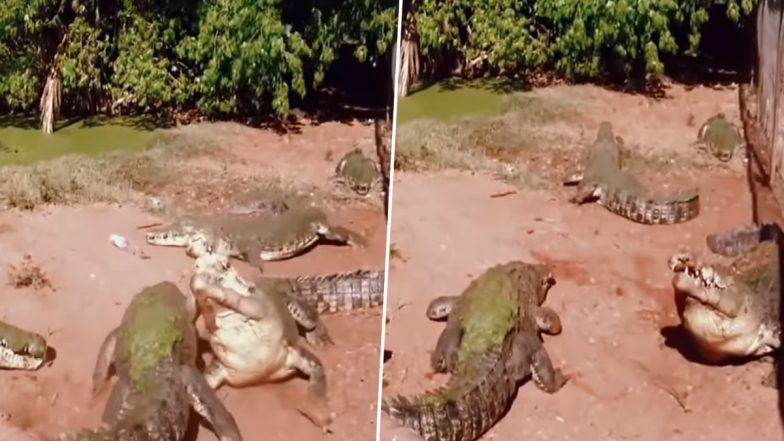 Viral Video: अपने ही साथी के पैर को बेरहमी से चबा गया पानी का दैत्य, मगरमच्छ का हैरान करने वाला वीडियो हुआ वायरल