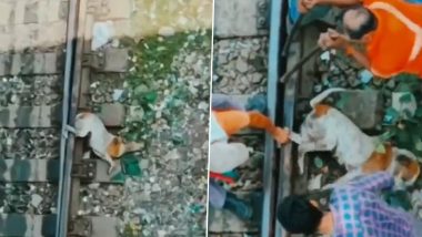 रेल की पटरियों के बीच फंसा कुत्ते का पैर, रेल कर्मचारियों ने ऐसे बचाई बेजुबान की जान (Watch Viral Video)