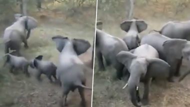 शेर को देखते ही हाथियों ने बच्चों की रक्षा के लिए बनाया घेरा, झुंड की एकता ने जीता सबका दिल (Watch Viral Video)