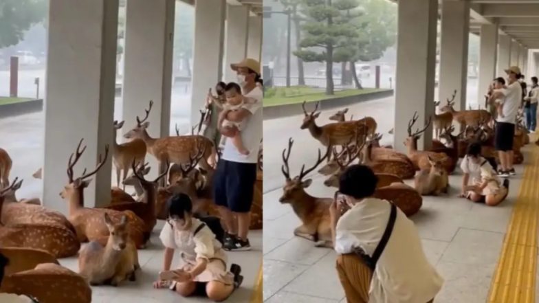 Deer With Humans Video: इंसान और हिरण को साथ ले आई तेज बारिश, आनंद महिंद्रा ने शेयर किया खुबसुरत वीडियो